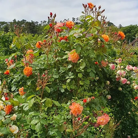 Annabella Apartmanhaz Apartment *